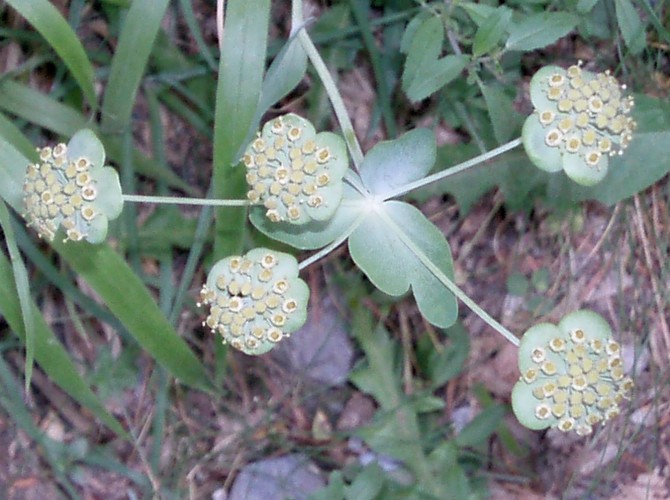 Bupleurum sp. da identificare